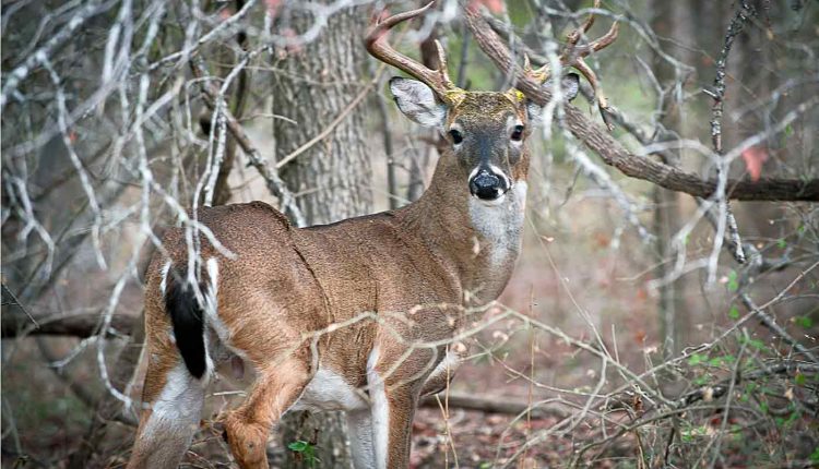 White-tailed deer benefit from wildlife tax valuation