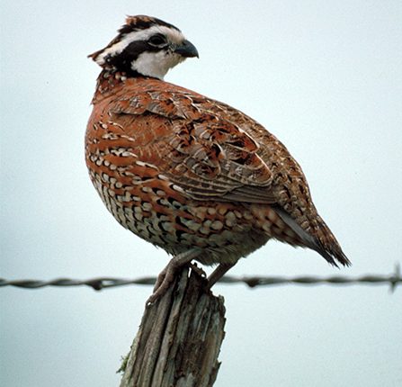 Bobwhite quail populations are declining across Texas.
