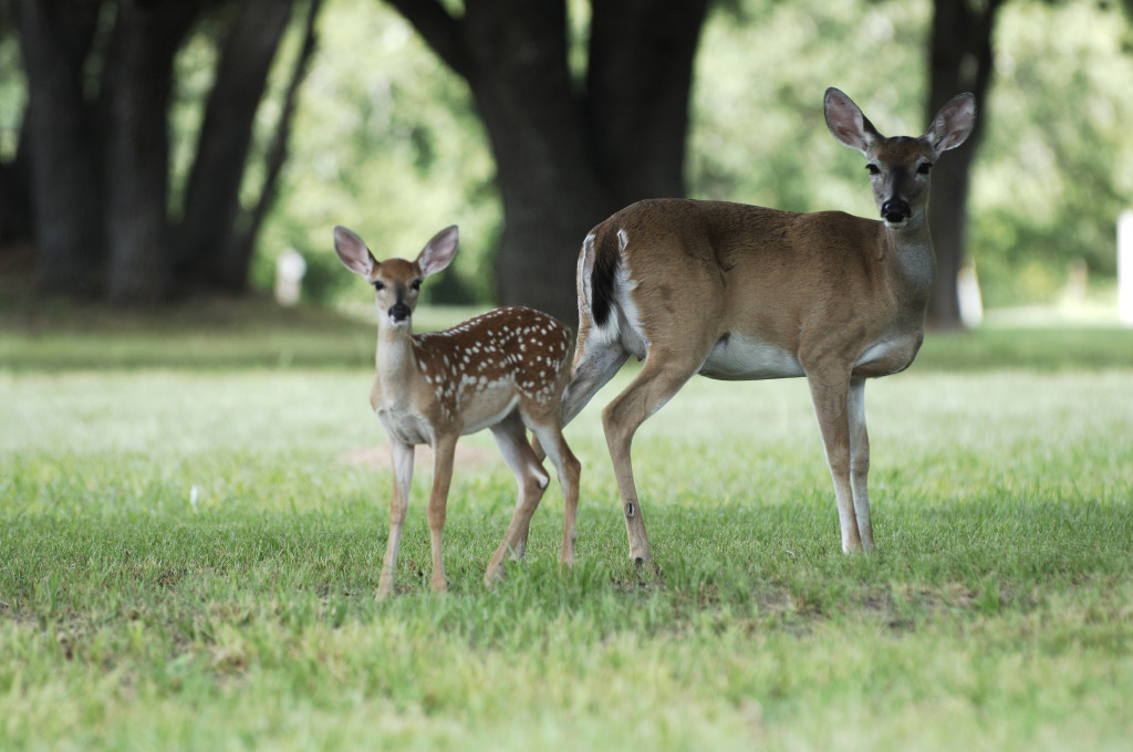 White-tailed Deer at Lake Somerville State Park