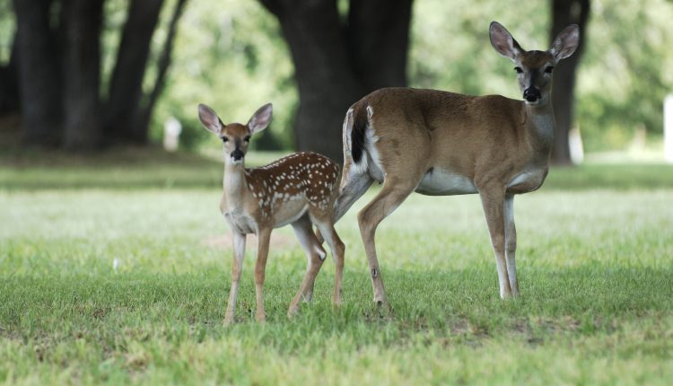 Wildlife Tax Valuation Basics