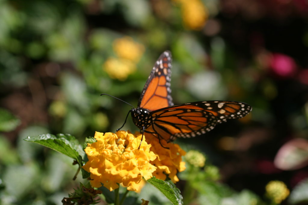 butterflies need habitat