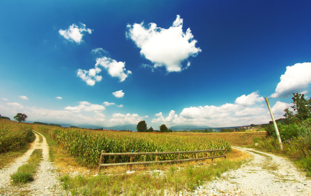 Country scene in the summer