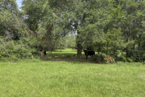 Round Top Real Estate Jaster Road lush grasses