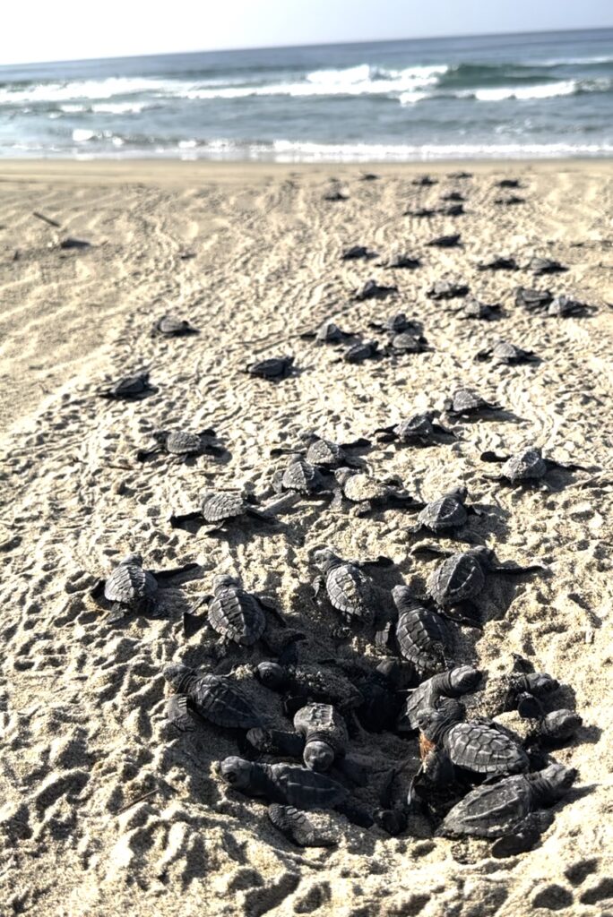 He-Promised-Us-Turtles-Would-Hatch